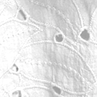 ROBE CLARA - COTON BLANC